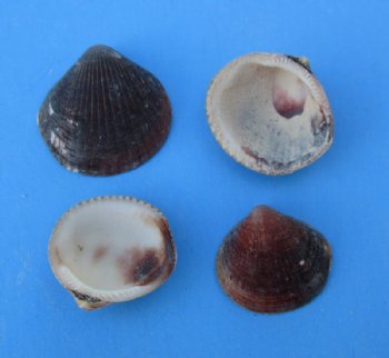 Brown Cockle Shells, 1 to 1-1/2 inches - 2 kilo bag @ $4.50 a bag; 3 bags @ $3.50 a bag