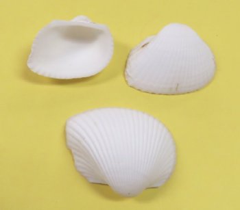 White Ark Clam Shells,1 to 2-1/2 inches   - 2 kilo bag @ $5.00 a bag; 3 Bags @ $4.00 a bag