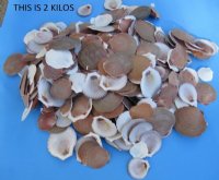 Asia Moon Scallop Shells 1-3/4 to 3-1/2 inches  - 4.4 pound bag  @ $7.00 a bag; 3 @ $6.00 a bag