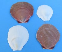 Asian Moon Scallop Shells, Grade 2 -  Bulk Case of 10 kilos @ $2.70 a kilo