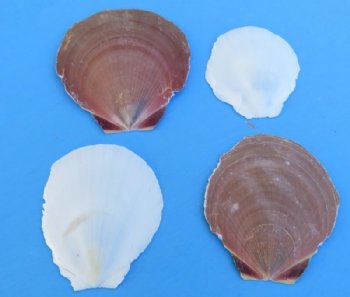 Asia Moon Scallop Shells 1-3/4 to 3-1/2 inches  - 4.4 pound bag  @ $7.00 a bag; 3 @ $6.00 a bag