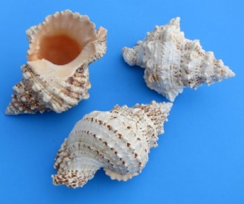 7 to 7-7/8 inches Giant Frog Shells <font color=red> Wholesale</font> - 30 @ $5.95 each