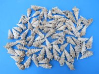 Cerithium Nodolosum Shells 1-3/4 to 3-3/4 inches   - 20 kilos @ $2.25 a kilo