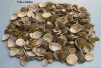 Codakia Punctata Clam Shells in Bulk - Case: 20 kilos @ $2.08 a kilo