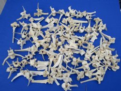 Large Wild Boar Vertebrae Bones <font color=red> Wholesale</font> 3-1/2 to 6 inches - 75 @ $1.25 each