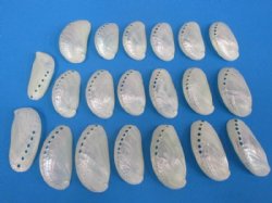 Pearl Donkey Ear Abalone Shells 2-1/2 to 3 inches  - 100 @ .56 each; 300 @ .48 each