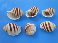 3 inches Banded Tun Shells, Tonna Sulcosa Shells <font color=red> Wholesale</font> - 96 @ $1.10 each
