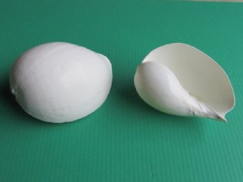 5 to 5-3/4 inches White Melon Shells, Melo Melo - 6 @ $$2.90 each; 18 @ $2.60 each;