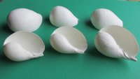 5 to 5-3/4 inches White Melon Shells, Melo Melo - 6 @ $$2.90 each; 18 @ $2.60 each;
