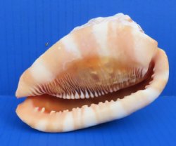 4 to 4-1/2 inches Cameo Shells, Bullmouth Red Helmets - $8.50 each;10 @ $6.90 each 