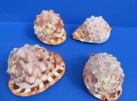 4 to 4-1/2 inches Cameo Shells, Bullmouth Red Helmets - $8.50 each;10 @ $6.90 each 