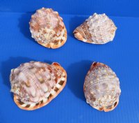 4 to 4-1/2 inches Cameo Shells, Bullmouth Red Helmets - $8.50 each;10 @ $6.90 each 