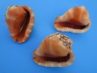 Large Red Cameo Bullmouth Helmet Shell 6 inches - $15.99 each; 6 @ $13.60 each
