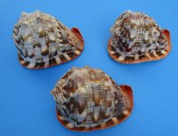 Large Red Cameo Bullmouth Helmet Shell 6 inches - $15.99 each; 6 @ $13.60 each