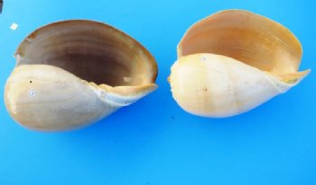 Large Crowned Baler Melon Shell, Melo Aethiopica, 10 inches - $13.60 each; 3 @ $11.20 each