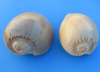 10 inches Large Crowned Baler Melon Shells <font color=red> Wholesale</font>, Melo Aethiopica - Case of 16 @ $7.00 each