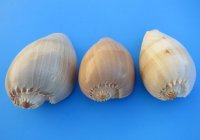 7 inches Crowned Baler Melon Shells for Sale - 2 @ $4.80 each; 6 @ $4.35 each