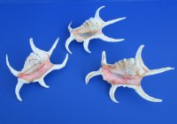 Lambis Chiragra Spider Conch Shells, 7" to 9" - <FONT COLOR=RED> Wholesale</font> Bulk Case: 30 @ $3.00 each