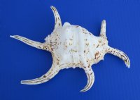 Lambis Chiragra Spider Conch Shells, 7" to 9" - <FONT COLOR=RED> Wholesale</font> Bulk Case: 30 @ $3.00 each