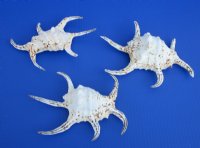 Lambis Chiragra Spider Conch Shell, 7 to 9 inches   - 3 @ $5.20 each; 6 @ $4.80 each