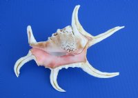 Lambis Chiragra Spider Conch Shells, 7" to 9" - <FONT COLOR=RED> Wholesale</font> Bulk Case: 30 @ $3.00 each