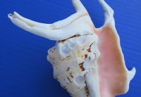 Lambis Chiragra Spider Conch Shells, 7" to 9" - <FONT COLOR=RED> Wholesale</font> Bulk Case: 30 @ $3.00 each