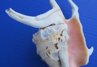 Lambis Chiragra Spider Conch Shell, 7 to 9 inches   - 3 @ $5.20 each; 6 @ $4.80 each