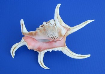 Lambis Chiragra Spider Conch Shell, 7 to 9 inches   - 3 @ $5.20 each; 6 @ $4.80 each