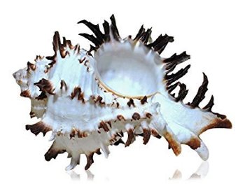 Endive Murex Longspine Shells,2-3/4 to 3-1/2 inches - 12 @ $2.40 each