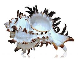 Endive Murex Longspine Shells,2-3/4 to 3-1/2 inches - 12 @ $2.40 each