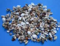 Assorted Philippine Seashells, Tiny to Medium, 1/2 inch to 2 inches - 4.4 pound bag @ $8.80 ; 3 Bags @ $7.55 a bag