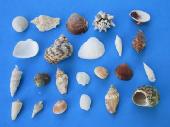 Assorted Philippine Craft Seashells 1/2 to 2 inches - Case: 10 kilos @ $3.55 a kilo