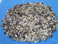 Small Philippine Shell Mix for Crafts, 1/2 to 2 inches - 20 kilos  (44 pounds) @ $3.55 a kilo;  2 <font color=red> Wholesale Cases</font> @ $2.35 a kilo