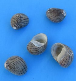 Tiny Nerita Communis Shells, 1/2 to 3/4 inch - Case: 20 kilo @  $2.70 a kilo