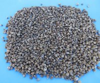 Tiny Nerita Communis Shells, 1/2 to 3/4 inch - Case: 20 kilo @  $2.70 a kilo