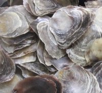 4.4 pounds Natural Bulk Saddle Oyster Shells for Crafts 3 to 5-1/2 inches - $9.60 a bag; 2 Bags @ $8.65 a bag