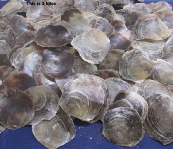 4.4 pounds Natural Bulk Saddle Oyster Shells for Crafts 3 to 5-1/2 inches - $9.60 a bag; 2 Bags @ $8.65 a bag