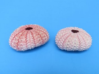Pink Sea Urchin Shells 1-1/4 to 1-3/4 inches - 25 @ .40 each; 200 @ .29 each