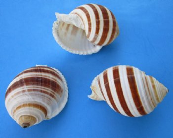 3 inches Banded Tun Shells, Tonna Sulcosa Shells - 12 @ $2.00 each