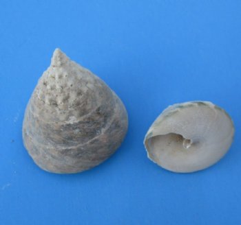 Trochus Salzeticus Shells, Top Shaped Shell, 1-1/2 to 2-1/4 inches -$6.00 a kilo; 3 kilos@ $5.50 a kilo