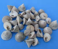 Trochus Salzeticus Shells, Top Shaped Shell, 1-1/2 to 2-1/4 inches -$6.00 a kilo; 3 kilos@ $5.50 a kilo