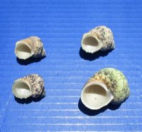 Turbo Bruneus Shells 1 to 1-3/4 inches  - Case of 20 kilos @ $4.50 a kilo