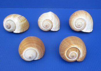 5 to 5-3/4 inches Tonna Galea Shells, Giant Tun in bulk -  Case: 20 @ $4.05 each
