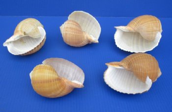 5 to 5-7/8 inches Tonna Galea, Tonna Olearium Shells - 10 @ $4.80 each