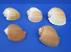 5 to 5-3/4 inches Tonna Galea Shells <font color=red> Wholesale</font>, Giant Tun in bulk - Minimum: 2 Case: 20 @ $2.70 each