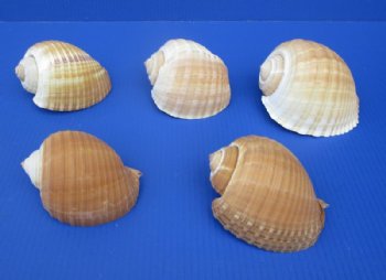 5 to 5-7/8 inches Tonna Galea, Tonna Olearium Shells - 10 @ $4.80 each