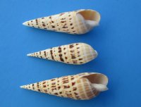 Terebra Maculata Auger Shells, 4" to 4-7/8" - 10 @ $1.45 each; 30 @ $1.28 each