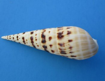 Terebra Maculata Auger Shells <font color=red> Wholesale Bulk </font>, 4" to 4-7/8" - 120 @ .80 each