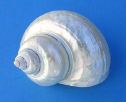 4 to 4-1/2 inches Large Pearl Turbo Shells <font color=red> Wholesale</font> - 16 @ $6.30 each