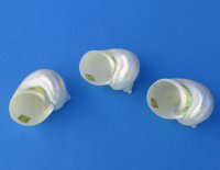  Pearl Turbo Seashell, 3-1/2 to 3-7/8 inches - 6 @ $8.65 each